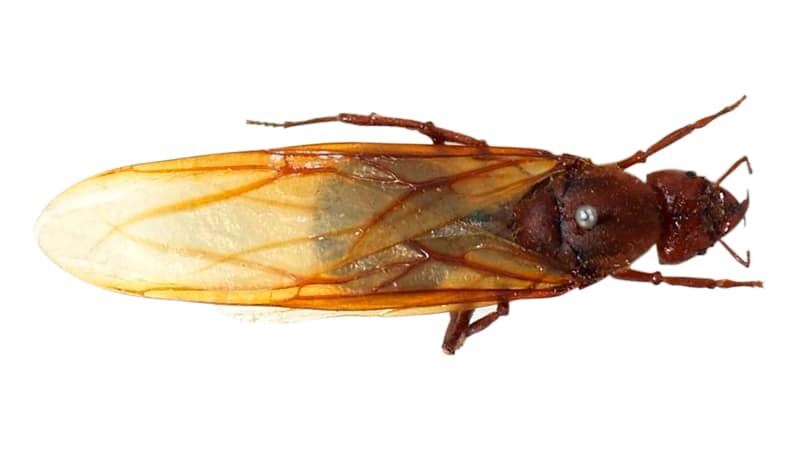 Hormiga arriera reina alada