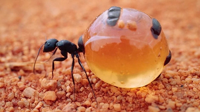 Hormiga mielera