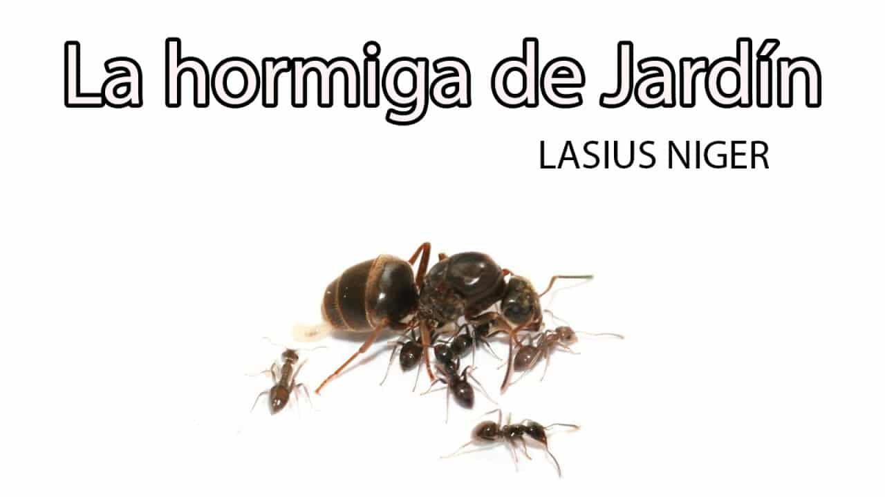 Hormiga negra de jardín Lasius Niger