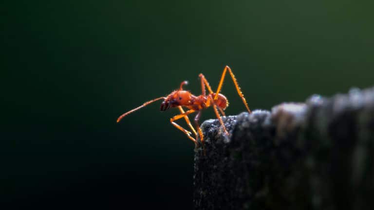Hormiga caminando sola