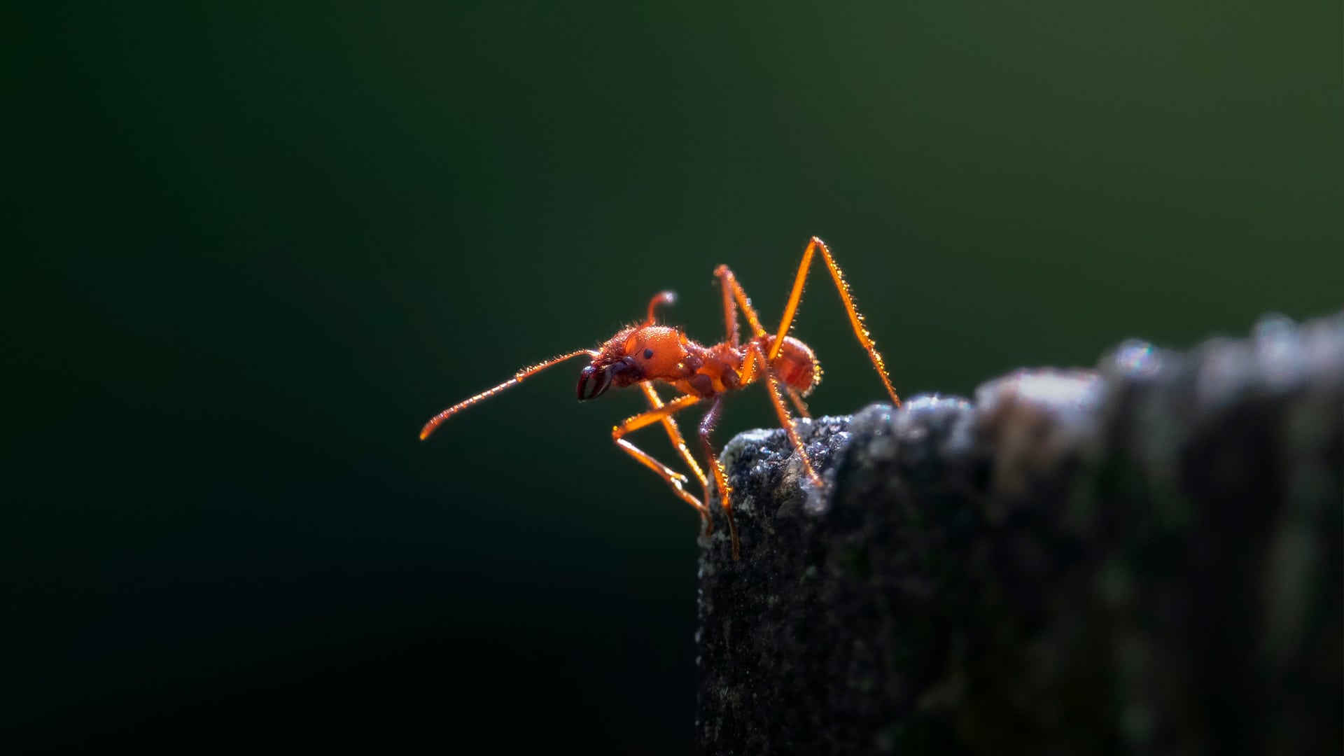 Hormiga caminando sola