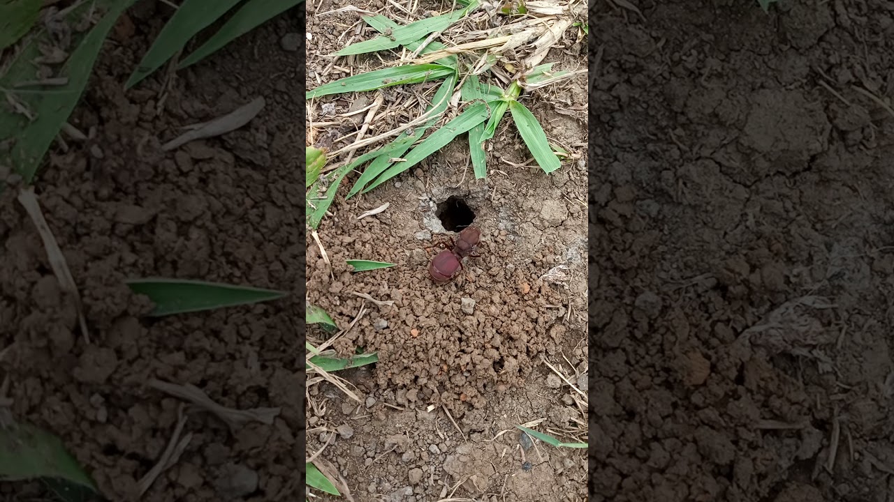 Hormiga arriera reina haciendo un nuevo hormiguero