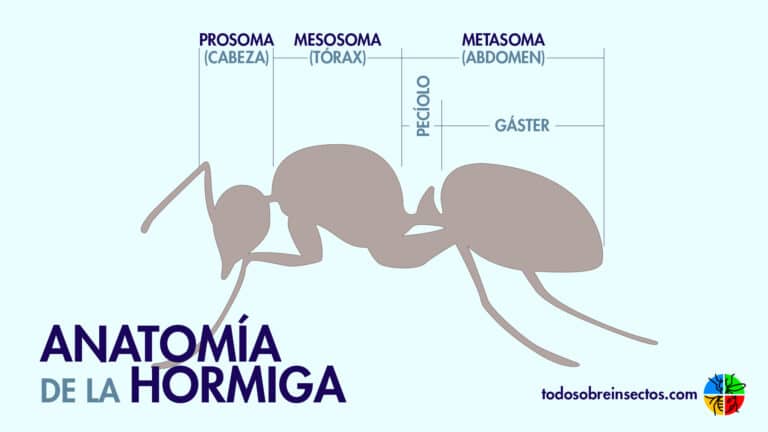 Anatomía de la hormiga