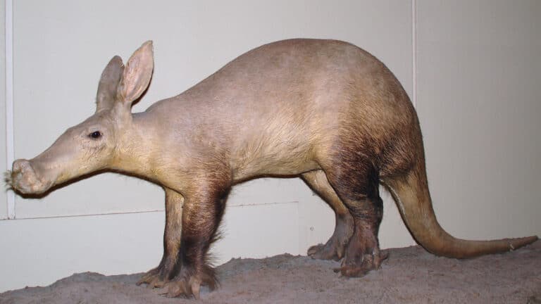 Cerdo hormiguero - Orycteropus afer