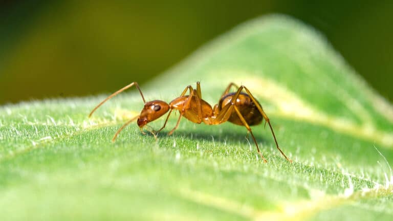 Hormiga sobre una hoja