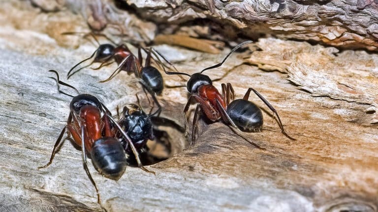 Hormigas Camponotus ligniperda en un nido hecho en madera
