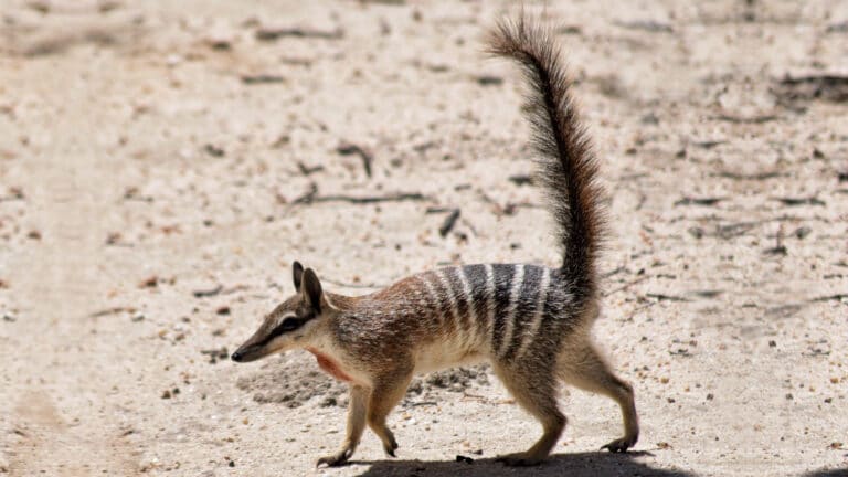Numbat - Myrmecobius fasciatus