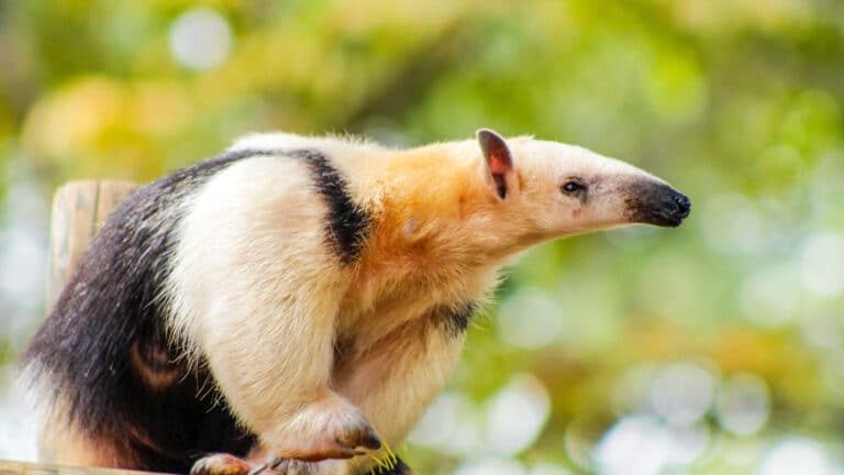 Oso hormiguero - Tamandua tetradactyla