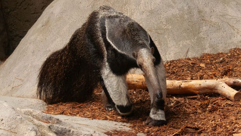 Oso hormiguero gigante - Myrmecophaga tridactyla