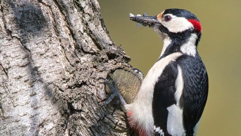 Pájaro carpintero - Dendrocopos major