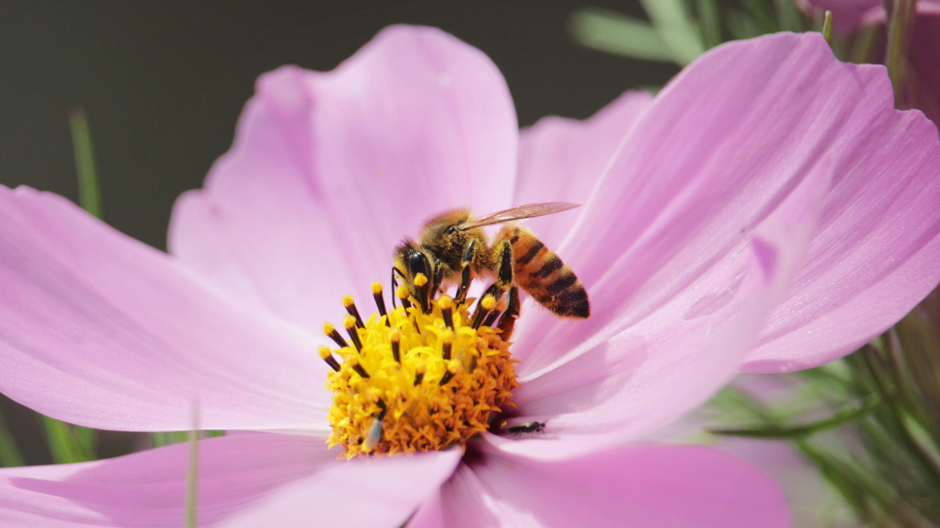 Abeja sobre flor morada