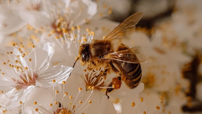 Abeja sobre flores blancas