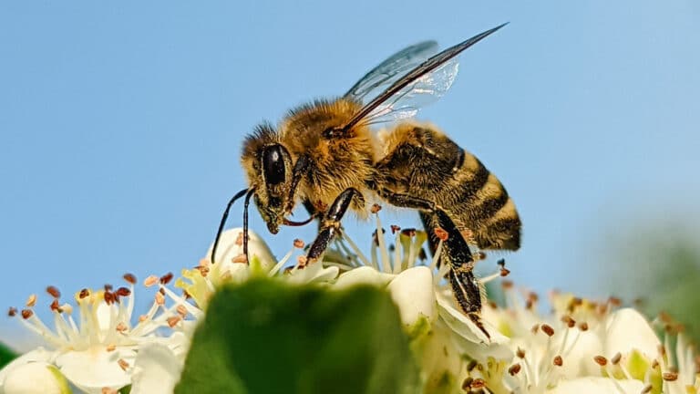 Abeja sobre flores blancas y cielo azul