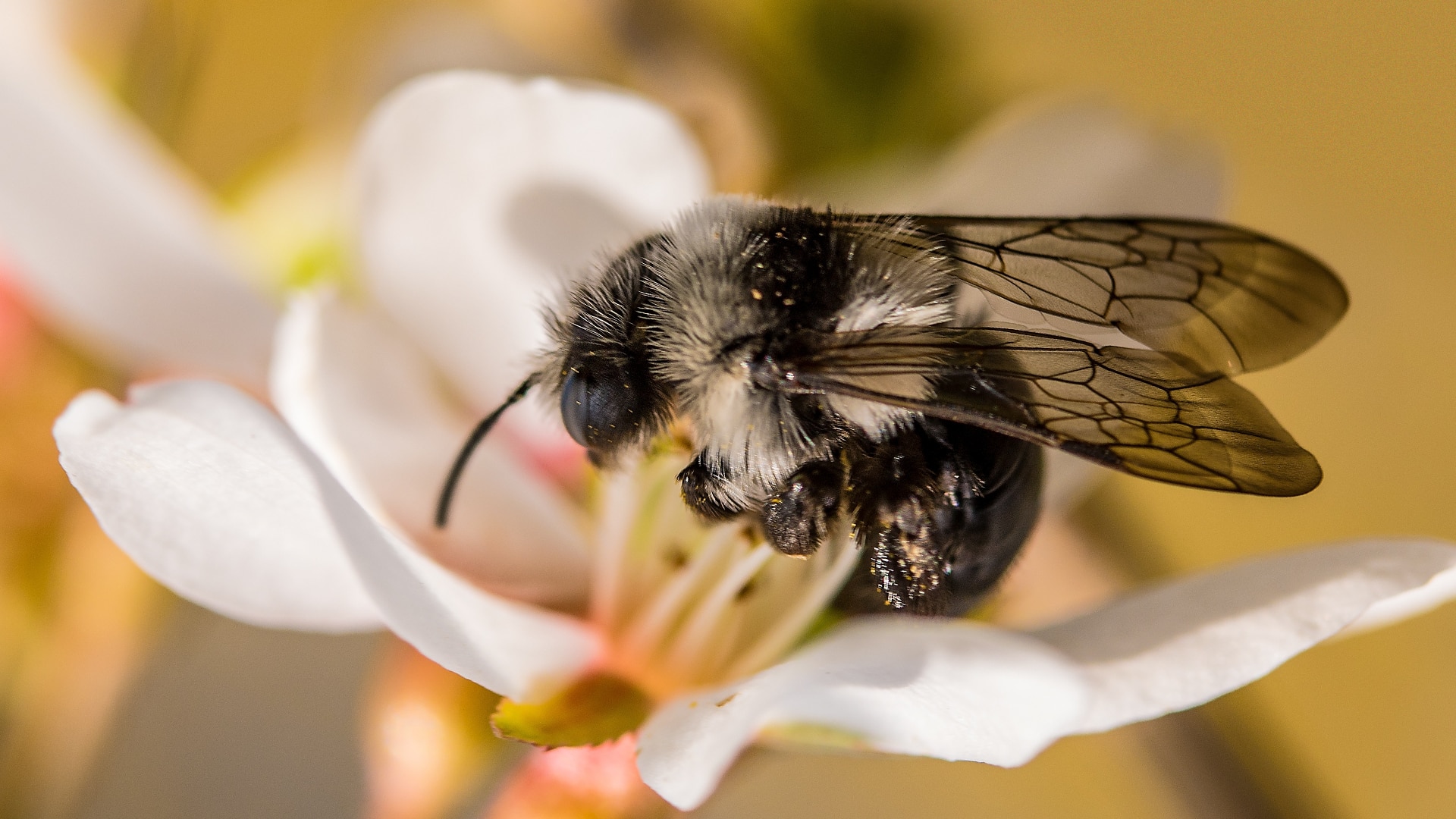 Abeja andrena cineraria