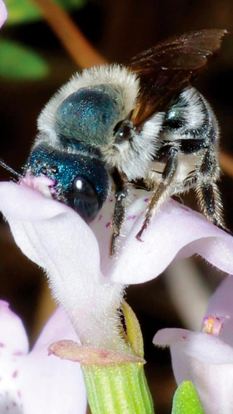 Abeja azul metalico Osmia calaminthae