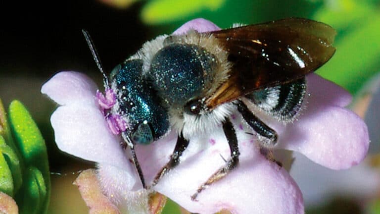 Abeja azul metalico Osmia calaminthae