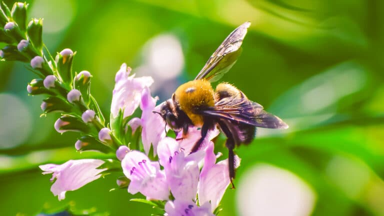 Abeja carpintera - Xylocopa virginica