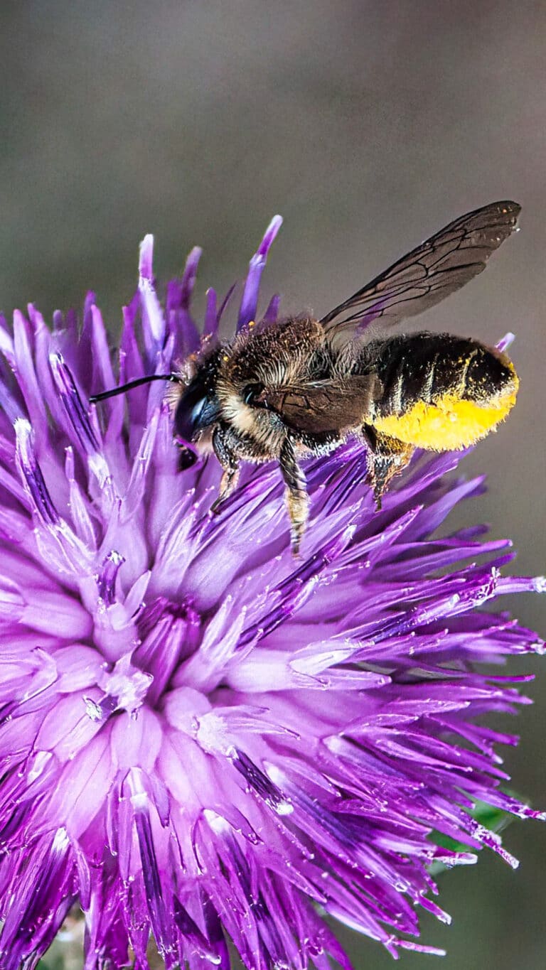 Abeja cortadora de hojas Megachile
