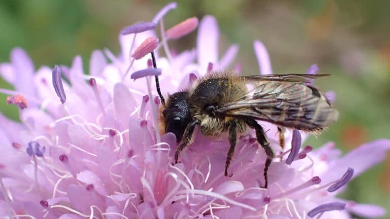 Abeja cortadora de hojas Megachile