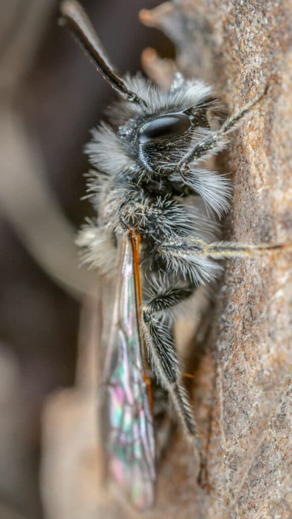 Abeja andrena cineraria