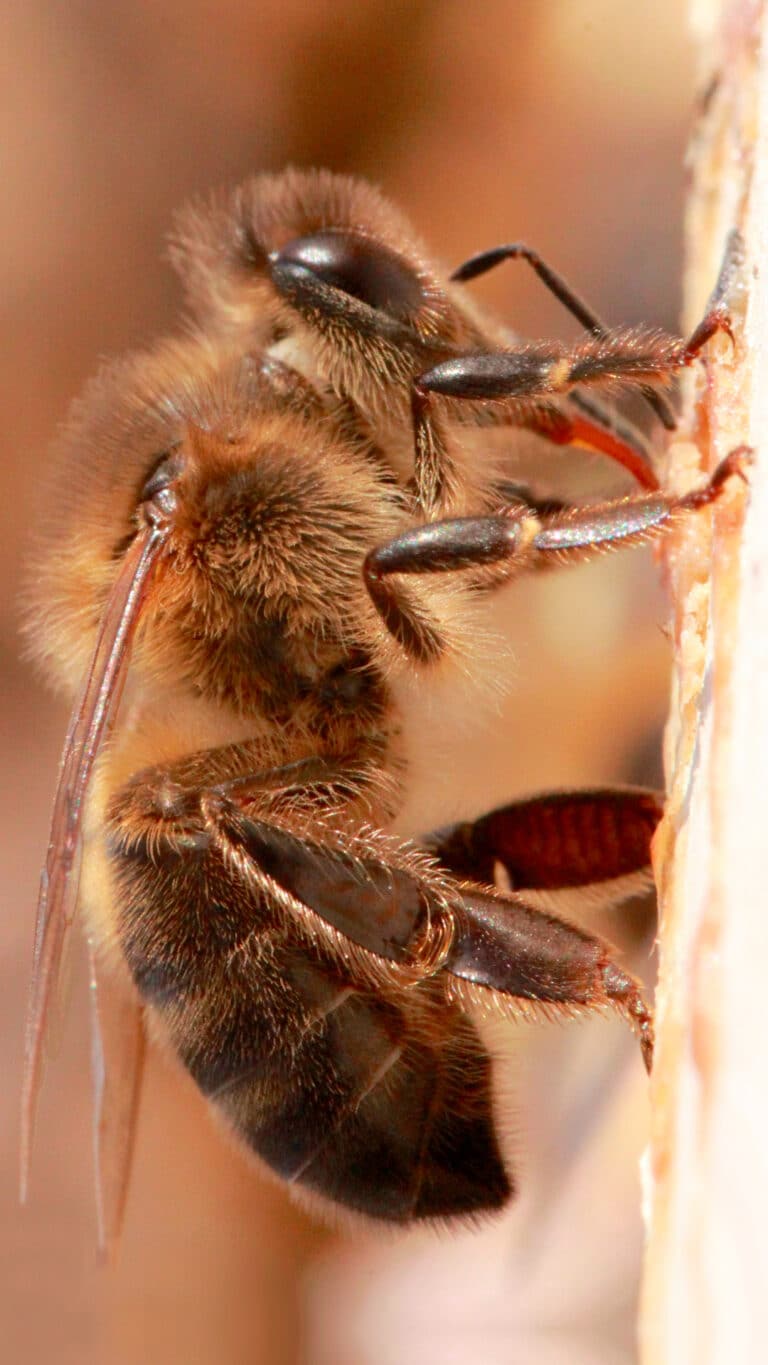 Abeja negra europea Apis mellifera mellifera