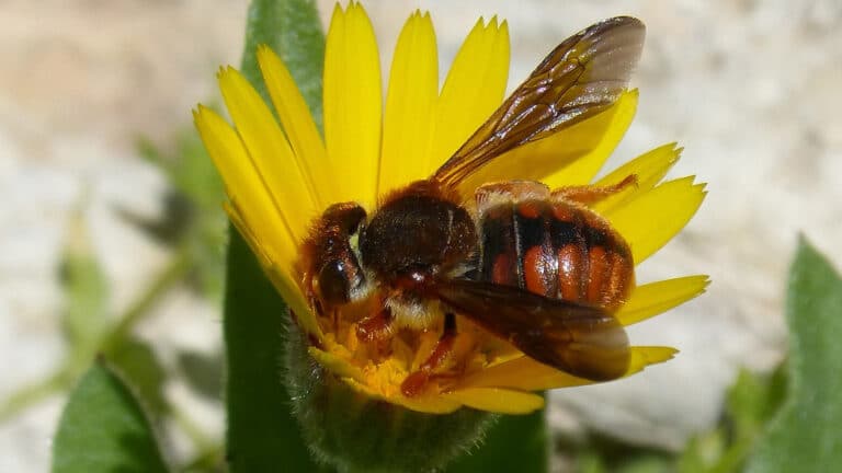 Abeja Roja Rhodanthidium sticticum