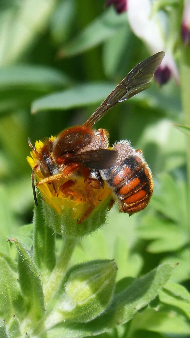 Abeja Roja Rhodanthidium sticticum