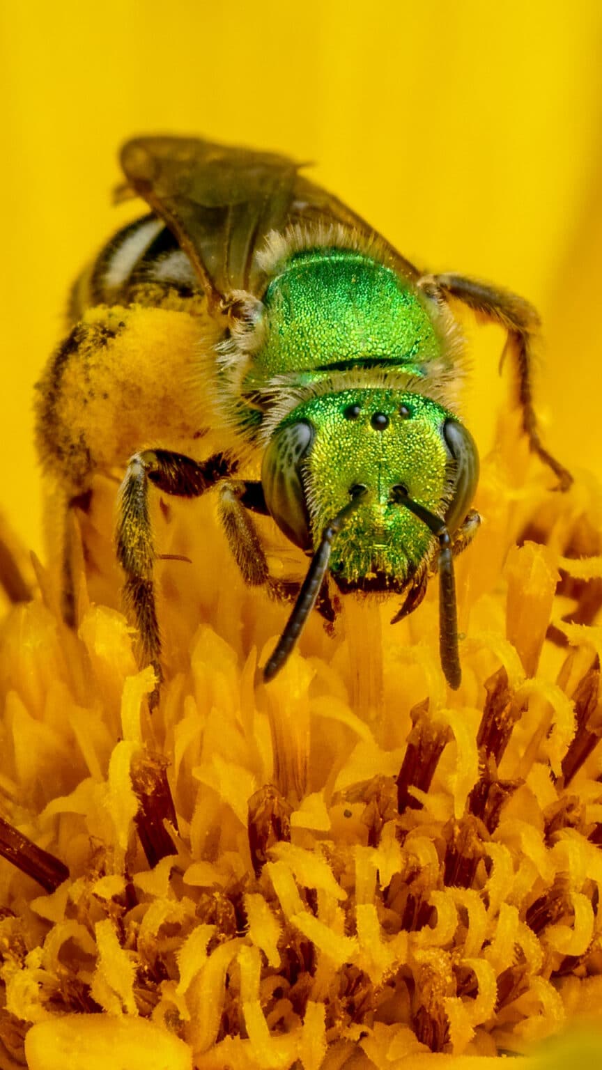 Abeja verde metálico