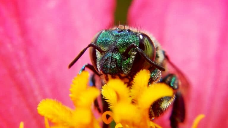 Abeja verde metálico